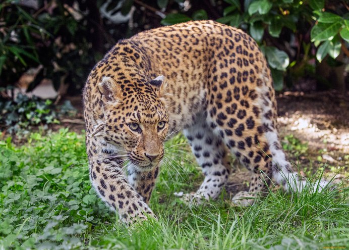 Panthera pardus japonensis