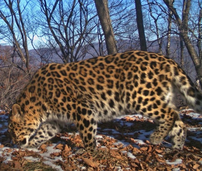 Южнокитайский леопард