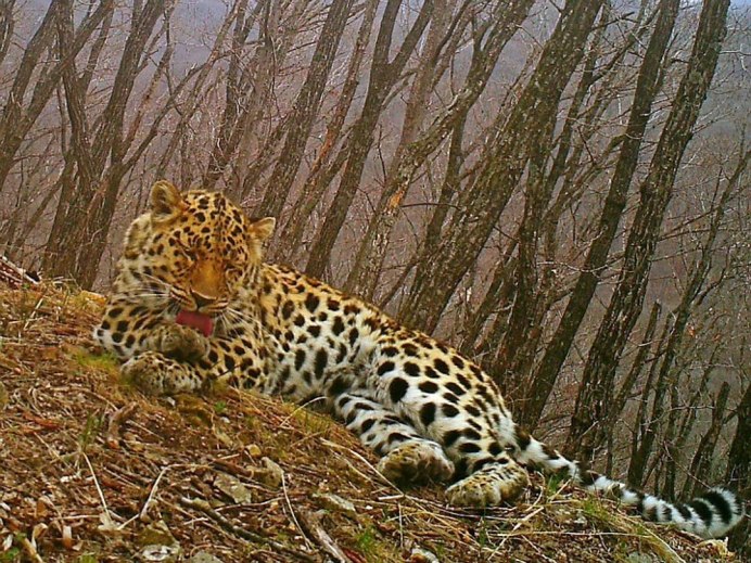 Леопард в тайге