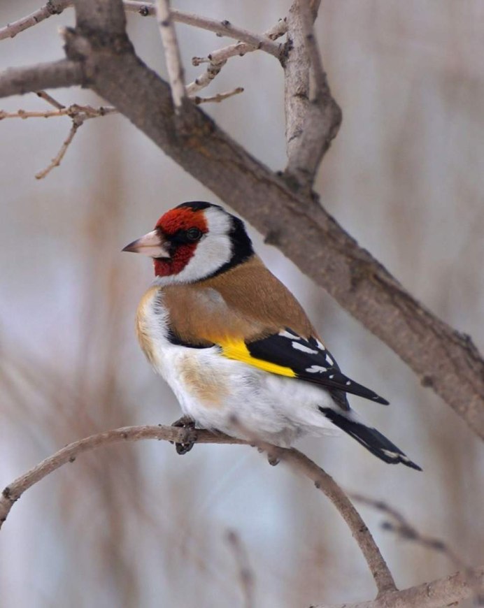 Щегол (Carduelis Carduelis)