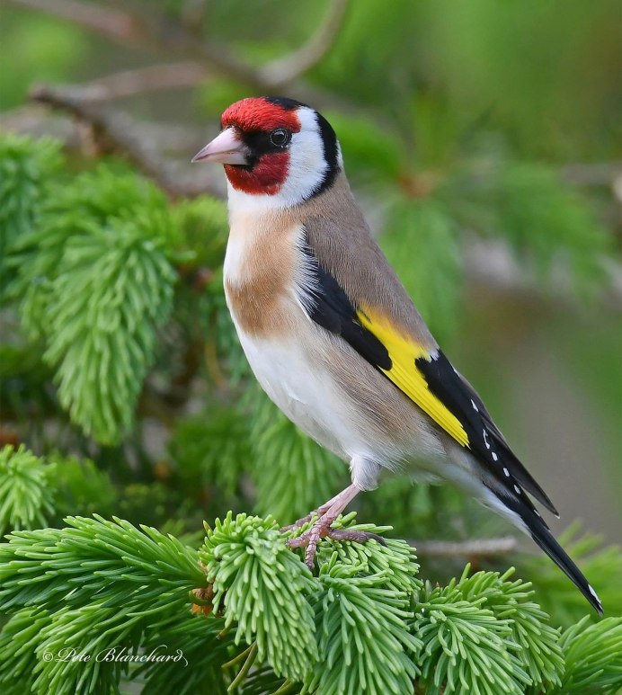 Седоголовый щегол Carduelis caniceps subulata