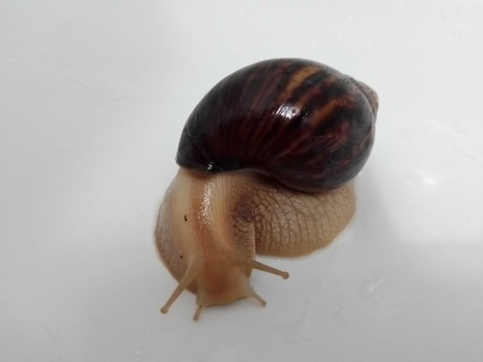 Аватарки с улиткой ахатиной