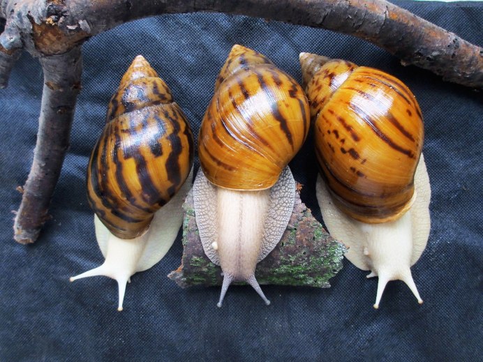 Улитку Архахатина альбинос