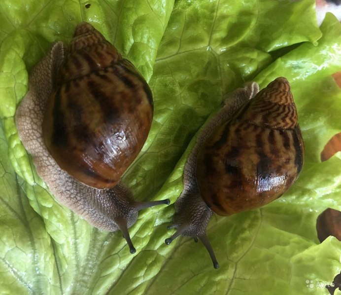 Ахатина ахатина