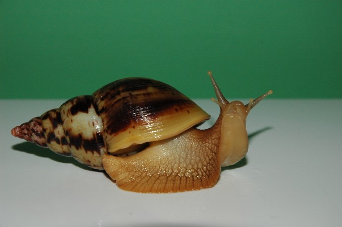 Гигантская декоративная улитка