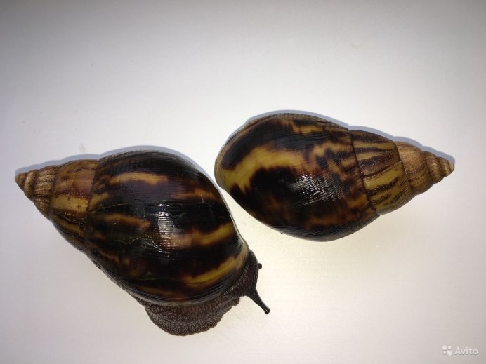 Чёрная улитка ахатина