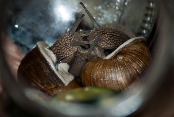 Улитки ахатины малыши