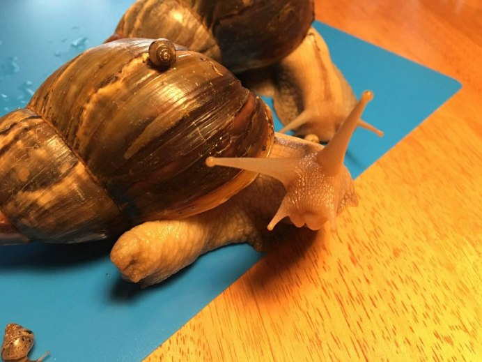 Achatina reticulata Light head