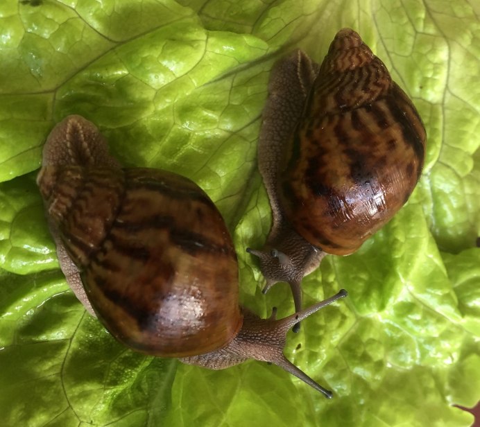 Ахатина ахатина