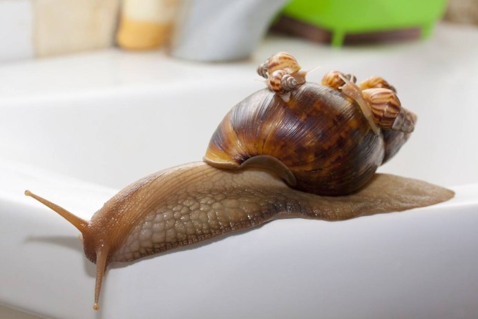 Тигровый панцирь улитка