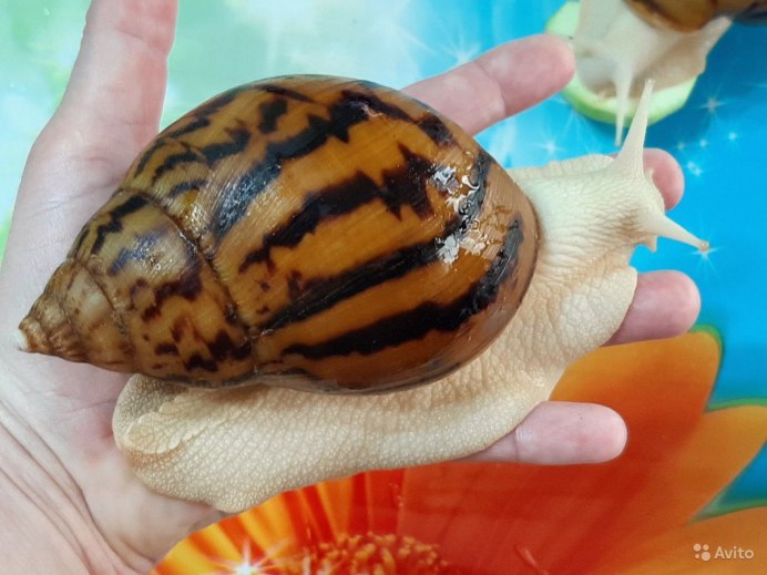 Ахатина тигр