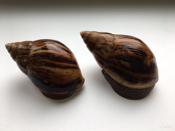 Achatina Fulica sinistrosa