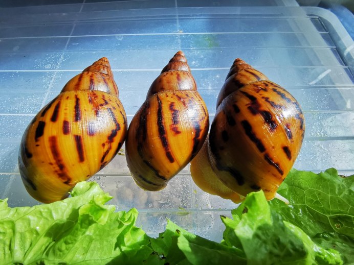 Ретикулята альбино тигровая