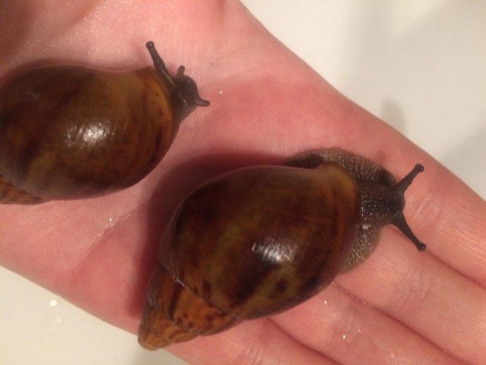 Нонормы роста ахатина ахатина тигр