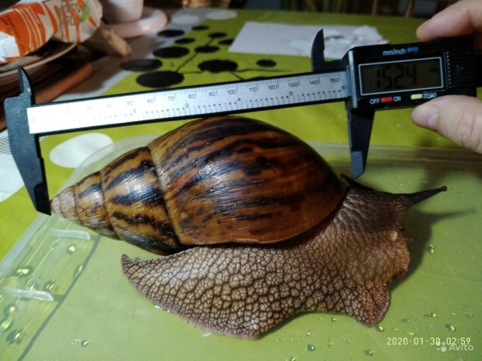 Улитка ахатина белая тигровая