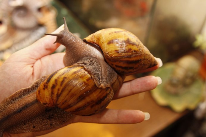 Двустворчатые улитки