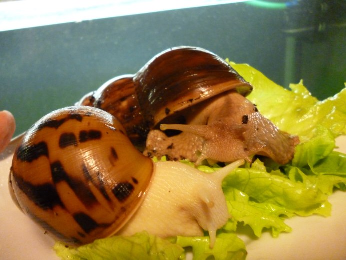 Ахатина фулика тигр