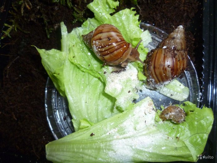 Ахатины фото