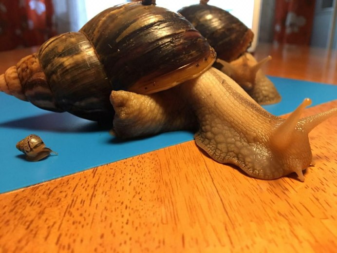 Купить улитку Рубцовск