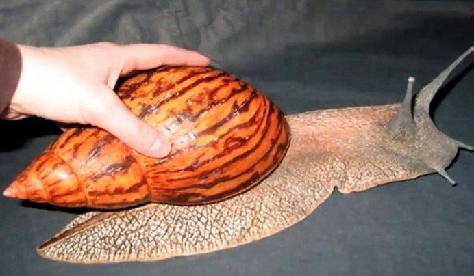 Ахатина ретикулята альбинос