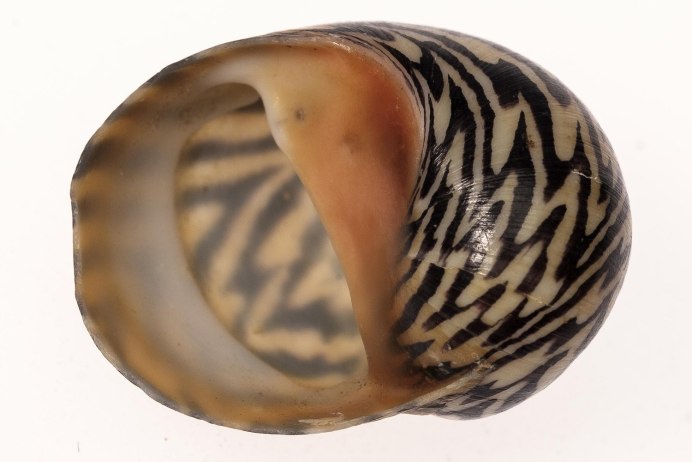 Улитка ахатина зелёные