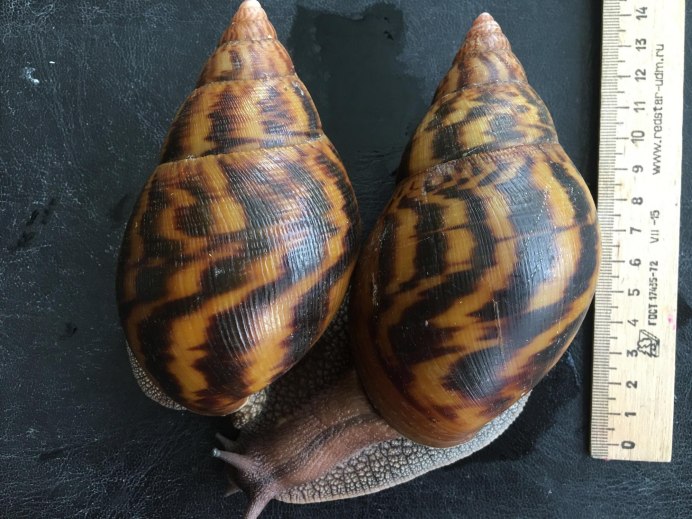 Ахатина тигр