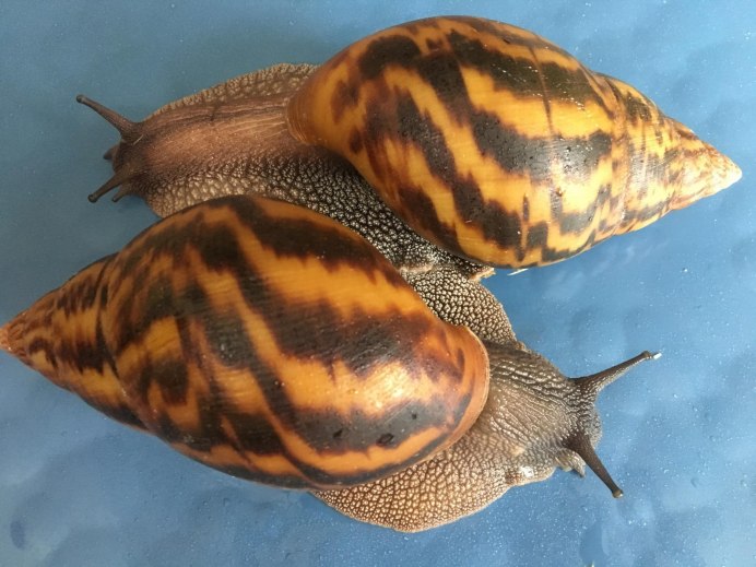 Тигровая улитка (Achatina Achatina)