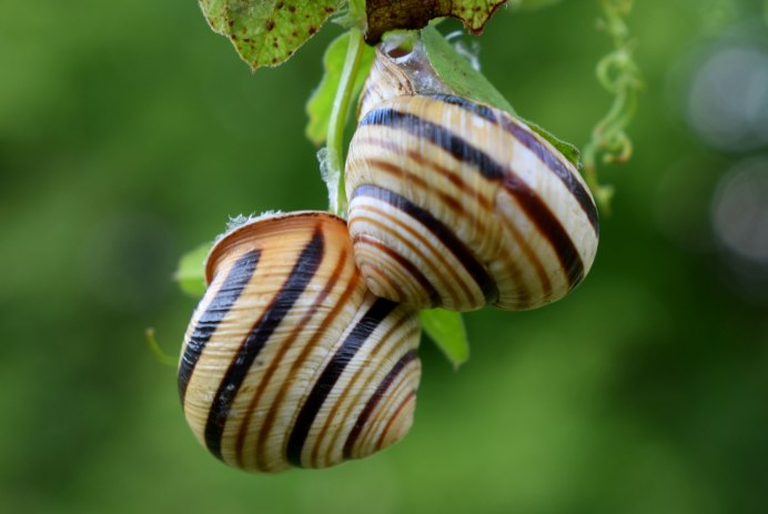 Тигровая улитка ахатина