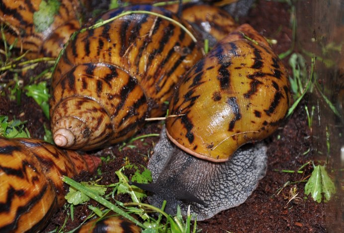 Тигровая улитка (Achatina Achatina)
