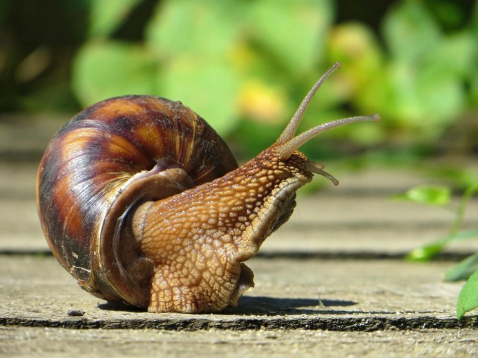 Улитка Неретина леопардовая