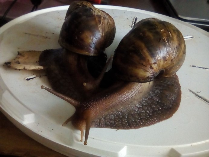 Тигровый панцирь улитка