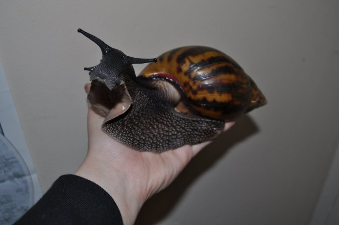 Улитки ахатины