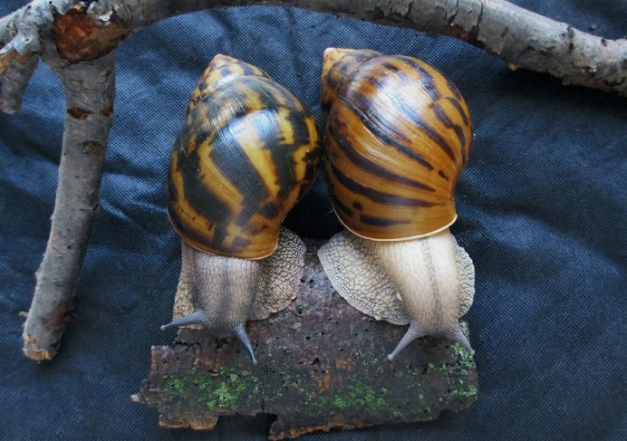 Тигровая улитка (Achatina Achatina)