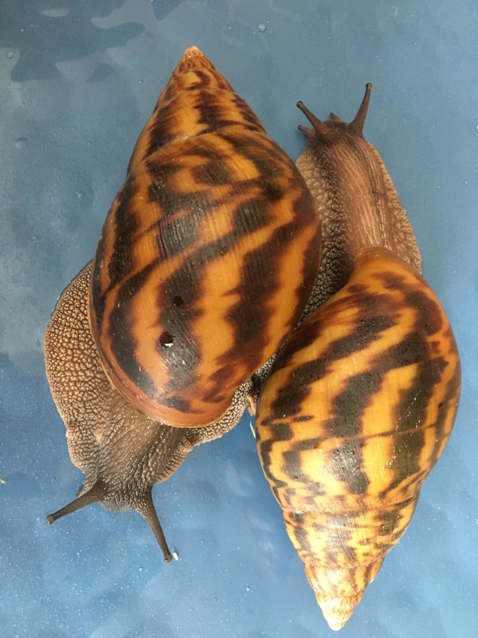 Ахатина ахатина тигр