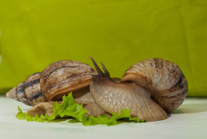 Красная улитка