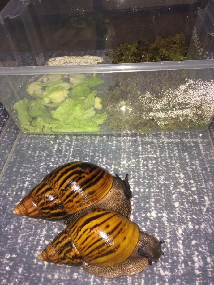 Ахатина тигр Улитенок