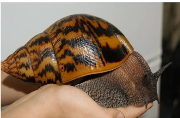 Тигровая улитка (Achatina Achatina)