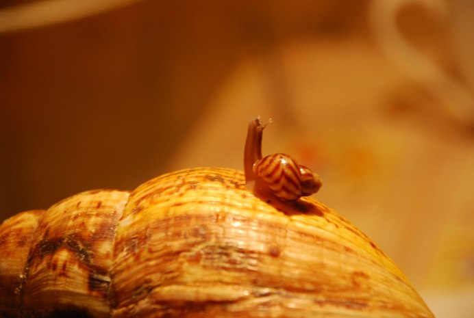 Тигровые улитки ахатины цена