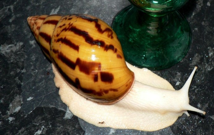 Ахатина гигантская