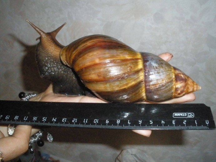 Ахатина 40 уровня