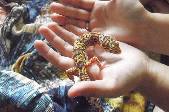 W&Y Bell Albino