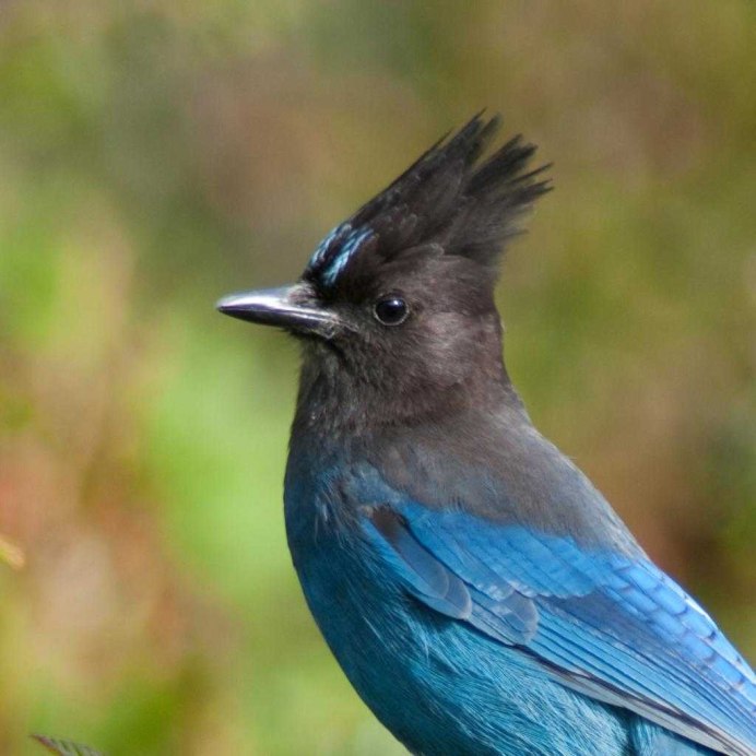 Garrulus glandarius