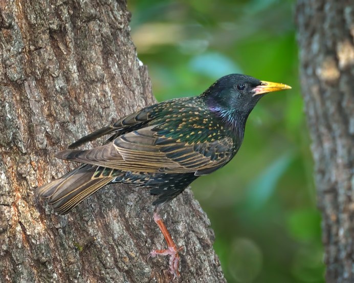 Скворец самка