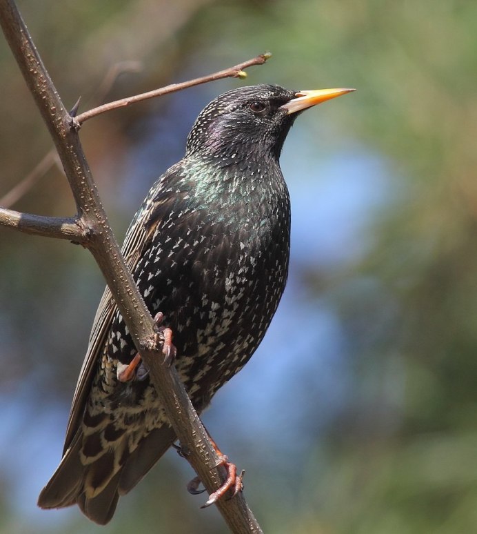 Длиннохвостый скворец полет