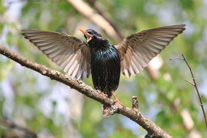 Ansy Starling
