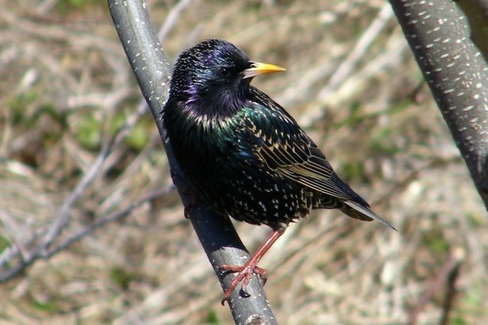Наблюдение за скворцами