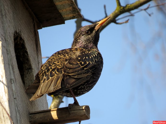 Фото скворца обыкновенного близко для детей