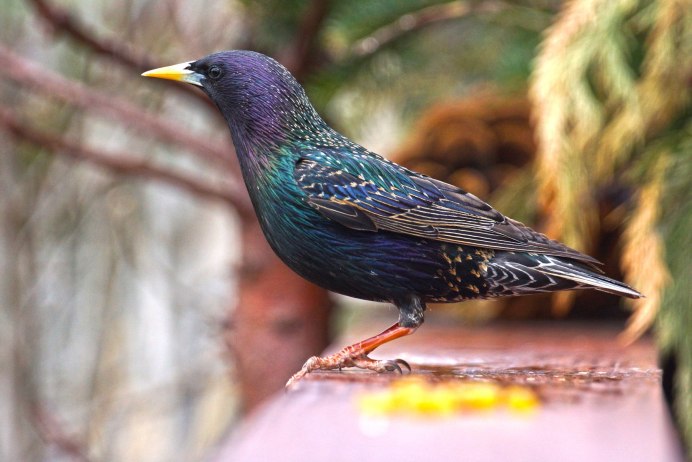 Скворец птица