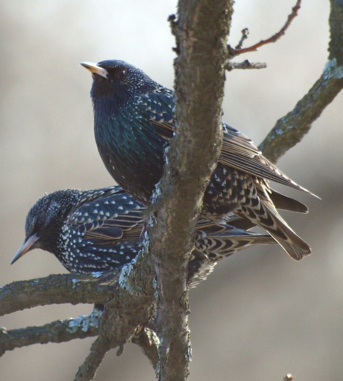 Скворец Северный