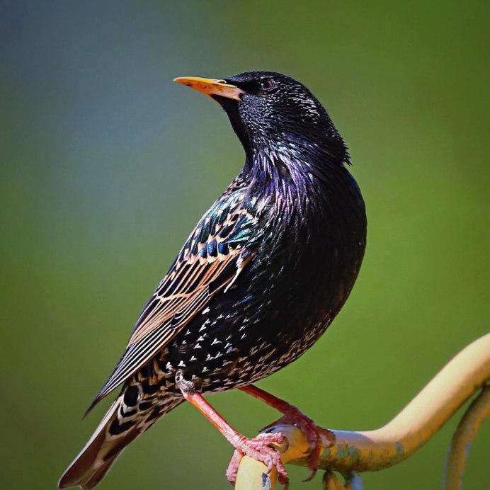 Обыкновенный скворец (Sturnus vulgaris)